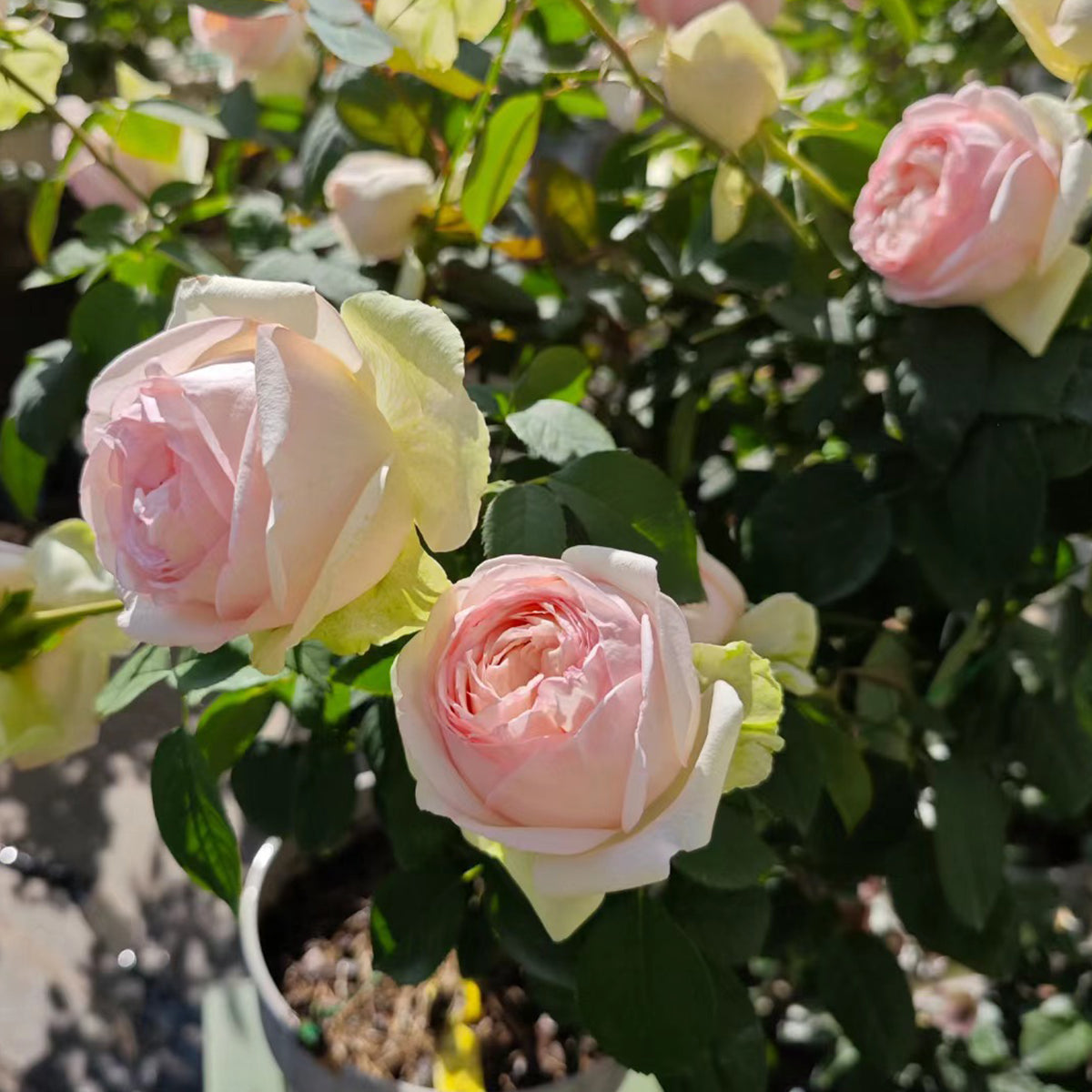Mona Lisa Japanese Florist Shrub Rose