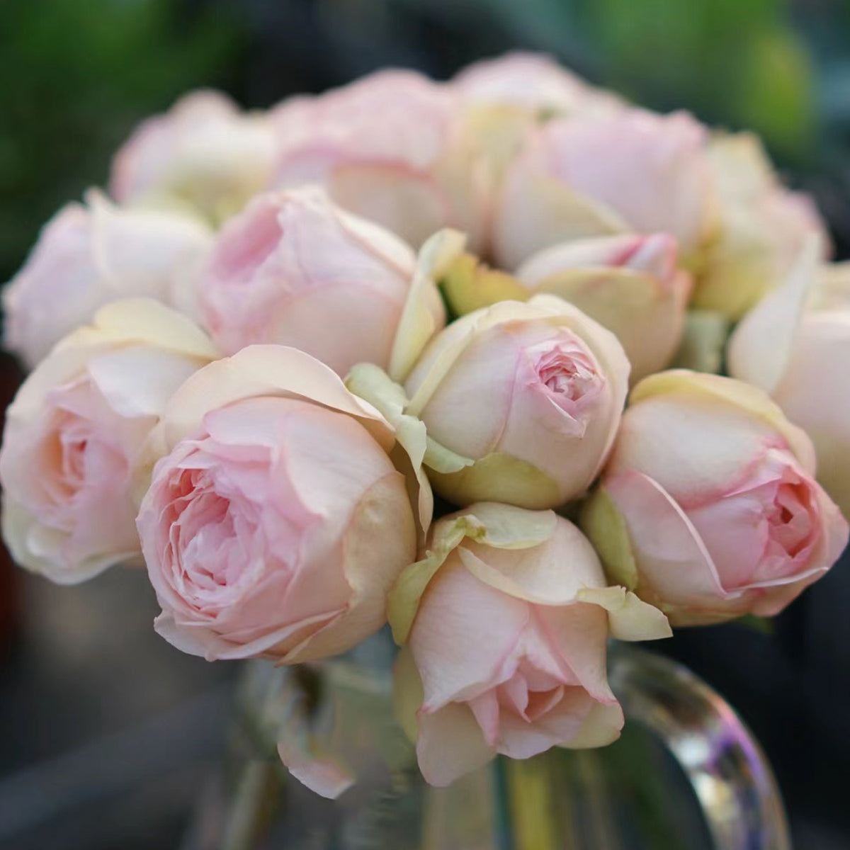 Mona Lisa Japanese Florist Shrub Rose
