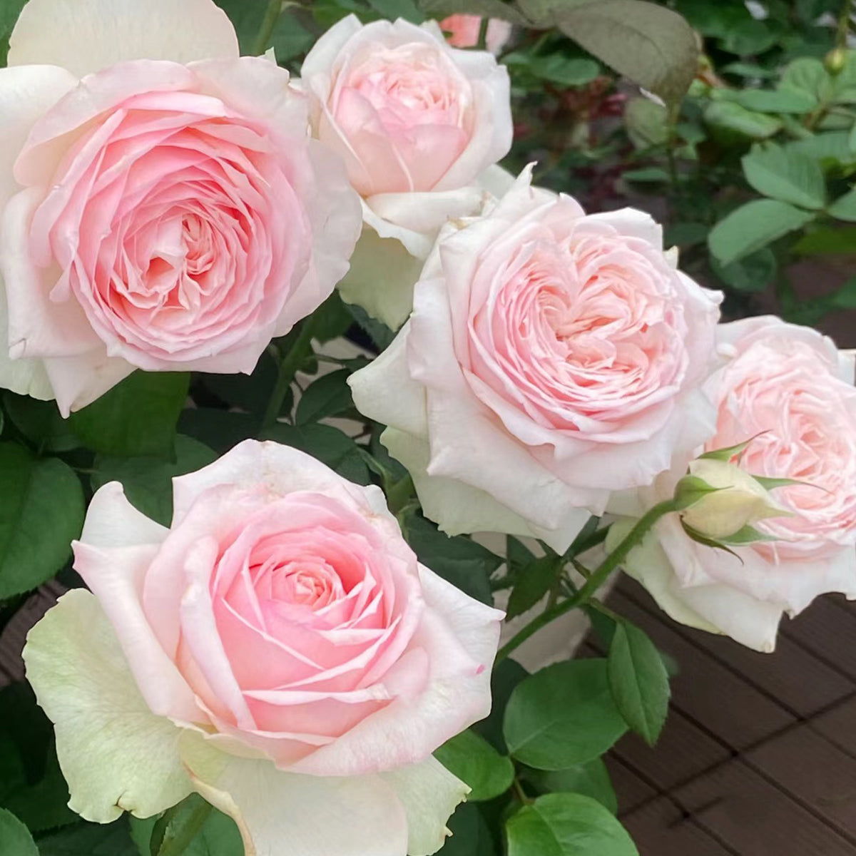 Mona Lisa Japanese Florist Shrub Rose