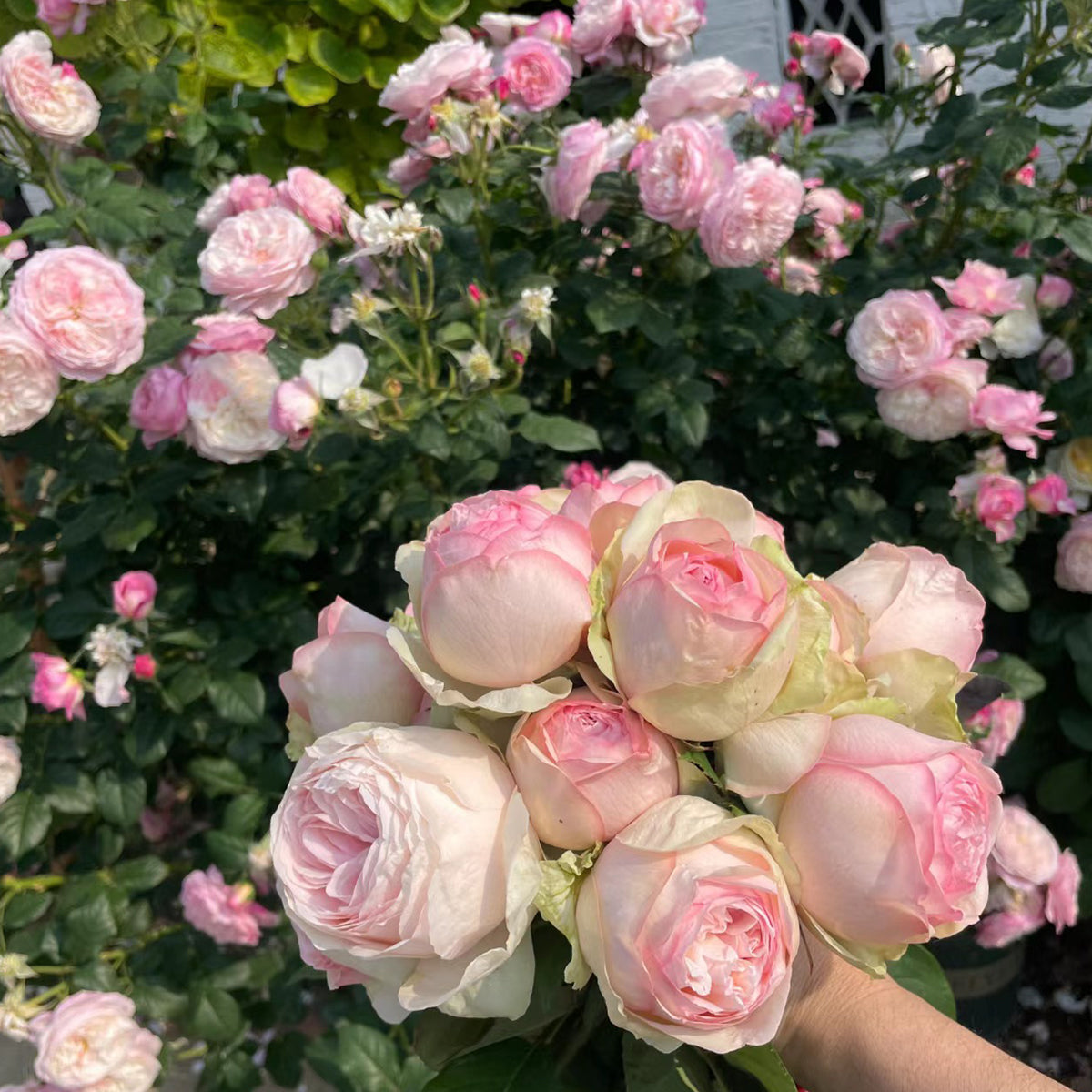 Mona Lisa Japanese Florist Shrub Rose