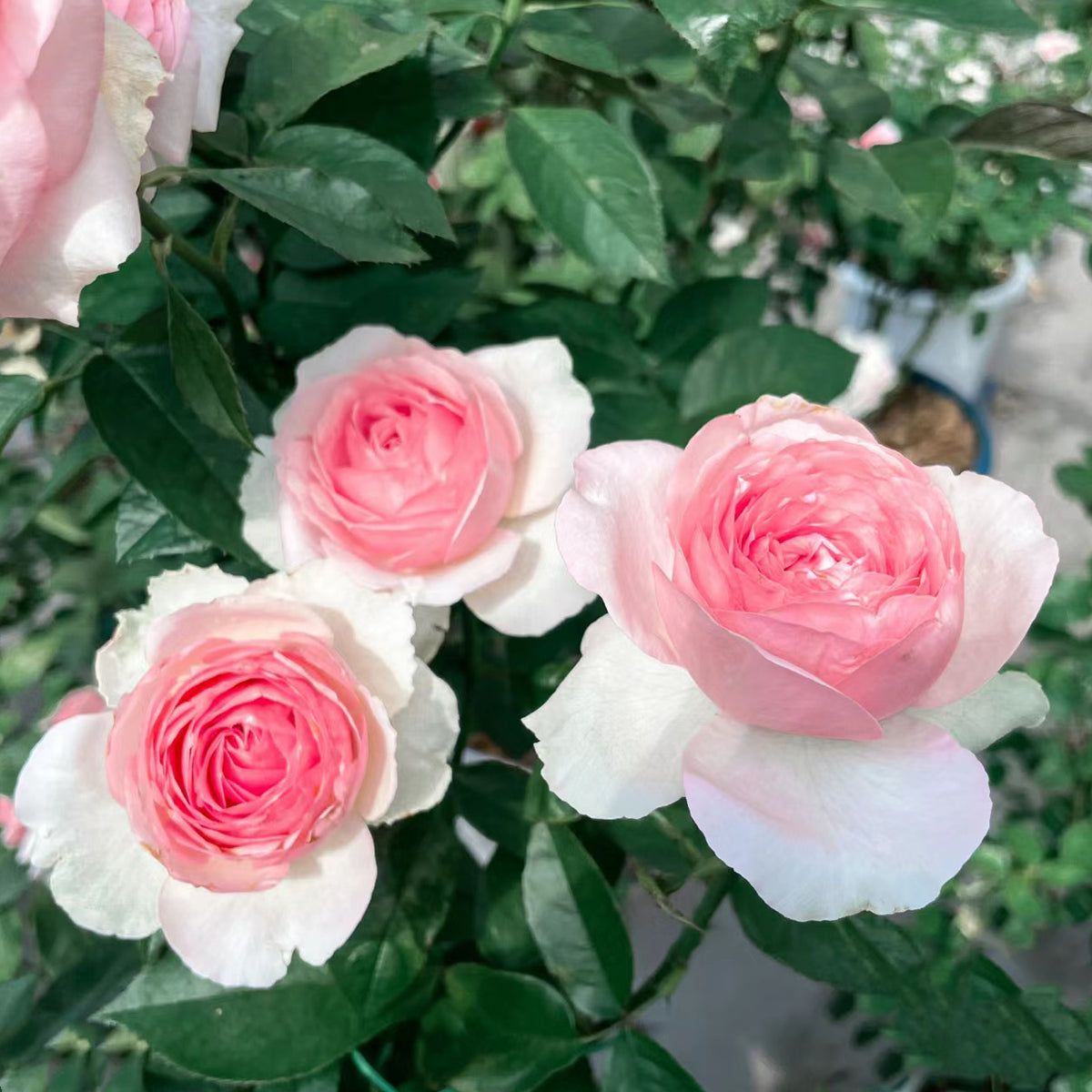 Mona Lisa Japanese Florist Shrub Rose