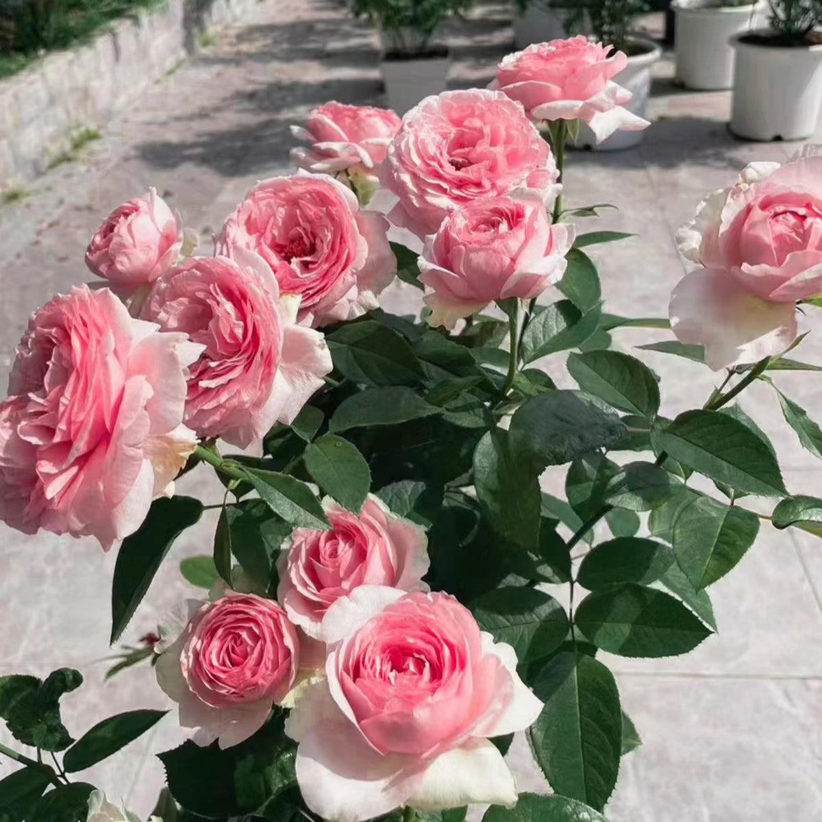 Mona Lisa Japanese Florist Shrub Rose