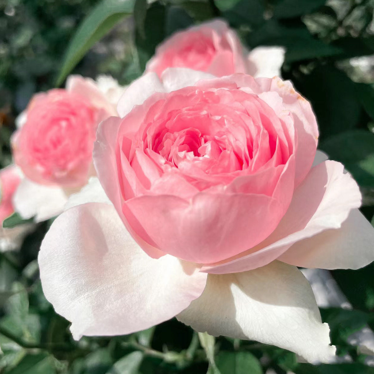 Mona Lisa Japanese Florist Shrub Rose