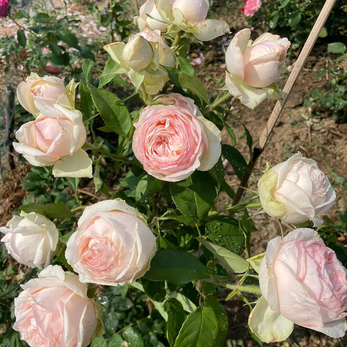 Mona Lisa Japanese Florist Shrub Rose