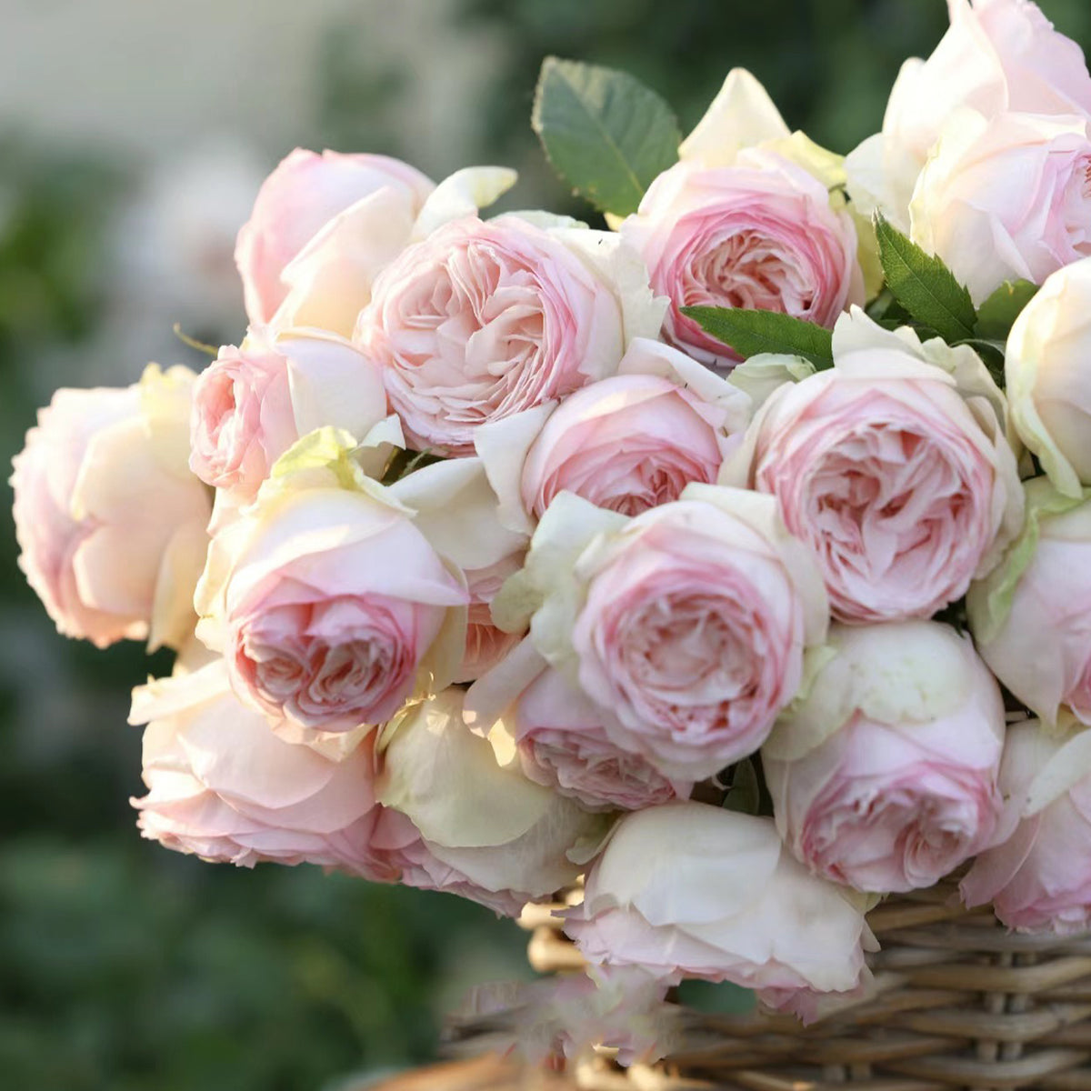 Mona Lisa Japanese Florist Shrub Rose
