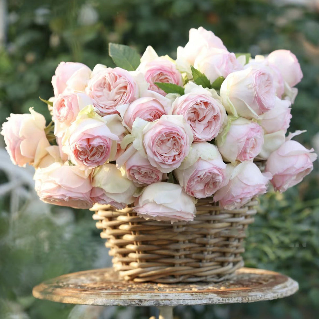 Mona Lisa Japanese Florist Shrub Rose