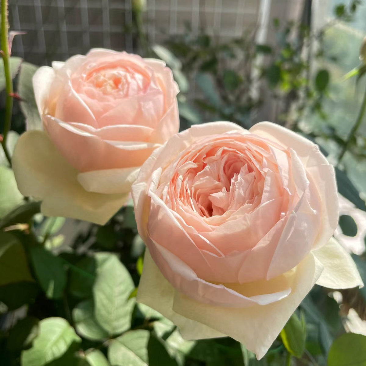 Mona Lisa Japanese Florist Shrub Rose