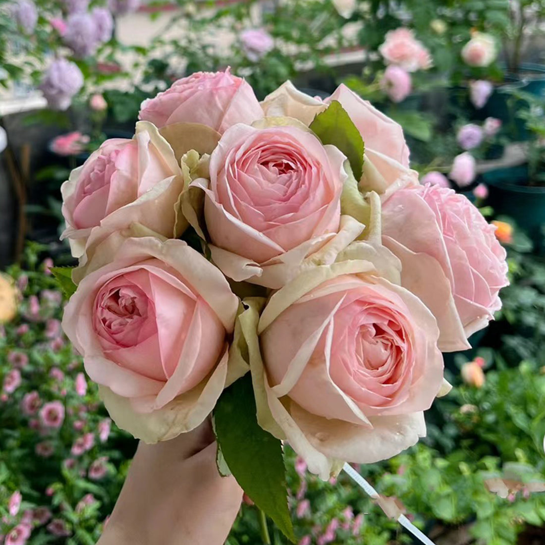 Mona Lisa Japanese Florist Shrub Rose