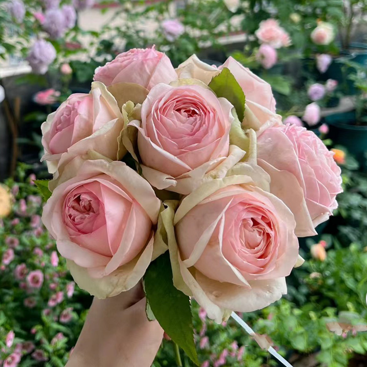 Mona Lisa Japanese Florist Shrub Rose