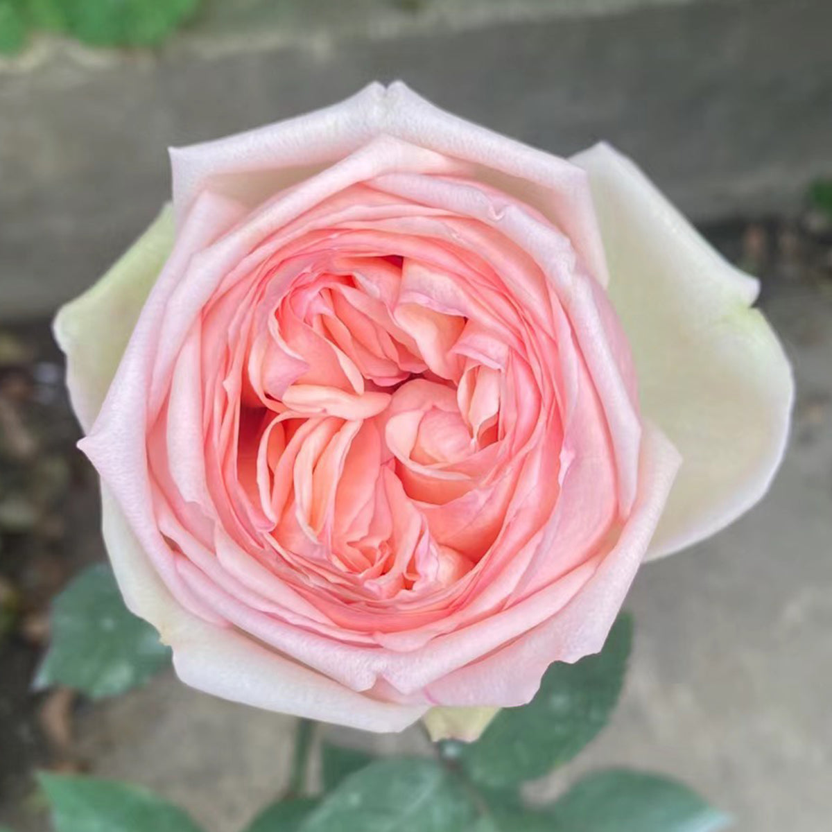Mona Lisa Japanese Florist Shrub Rose