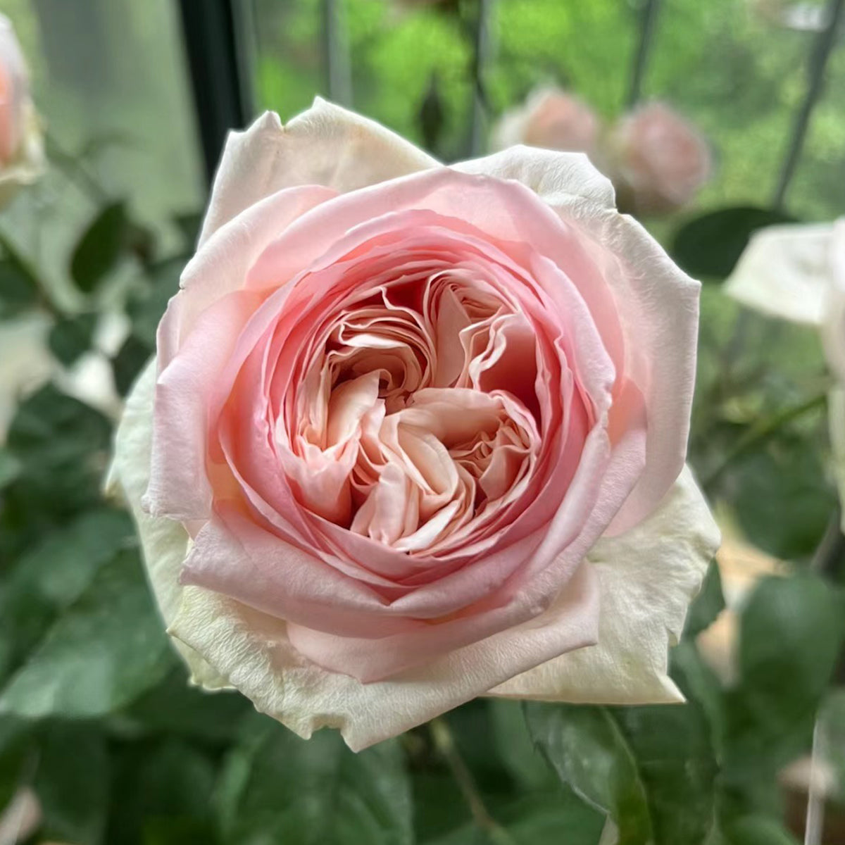 Mona Lisa Japanese Florist Shrub Rose