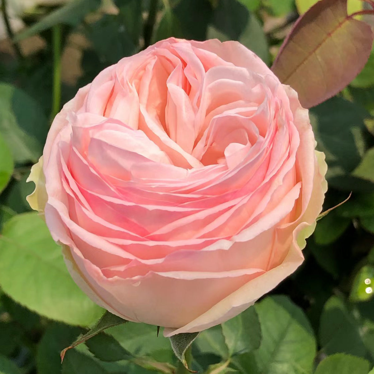 Mona Lisa Japanese Florist Shrub Rose
