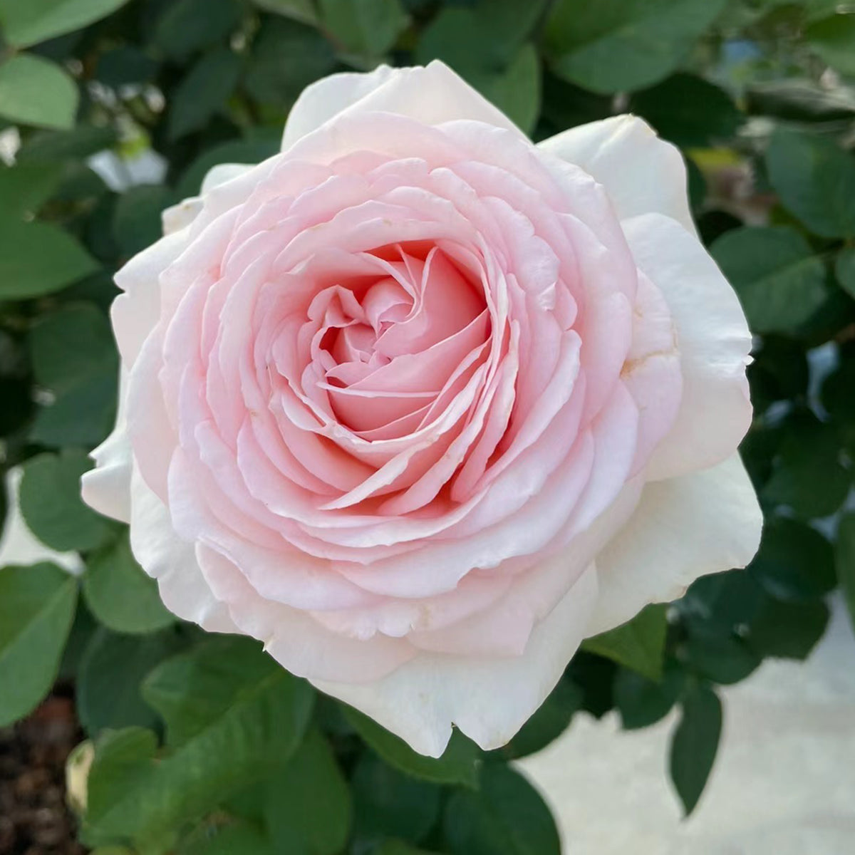Mona Lisa Japanese Florist Shrub Rose