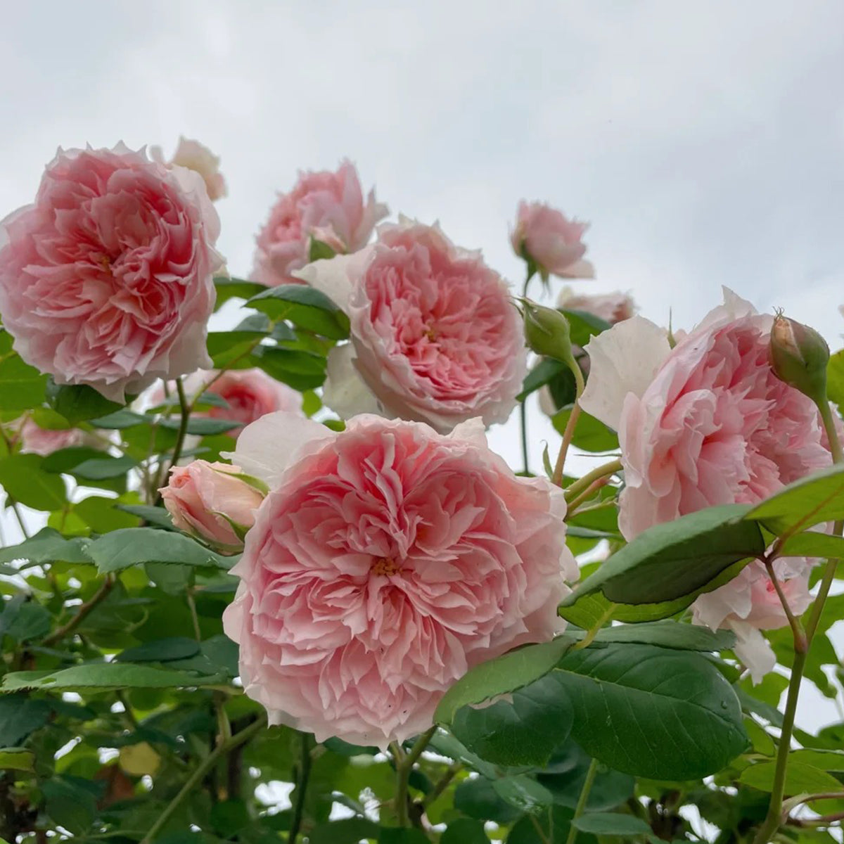 Monique Darve French Florist Shrub Rose