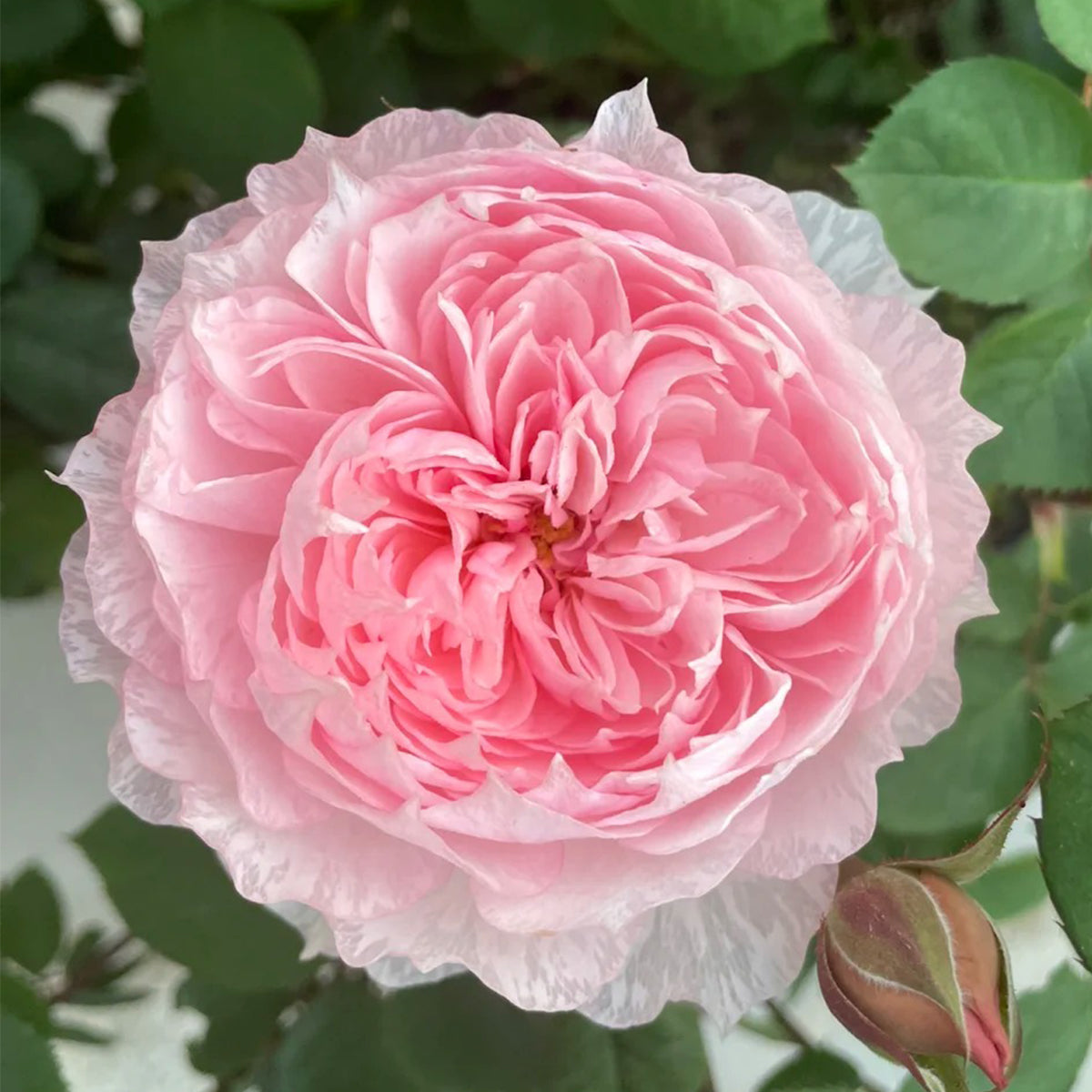 Monique Darve French Florist Shrub Rose