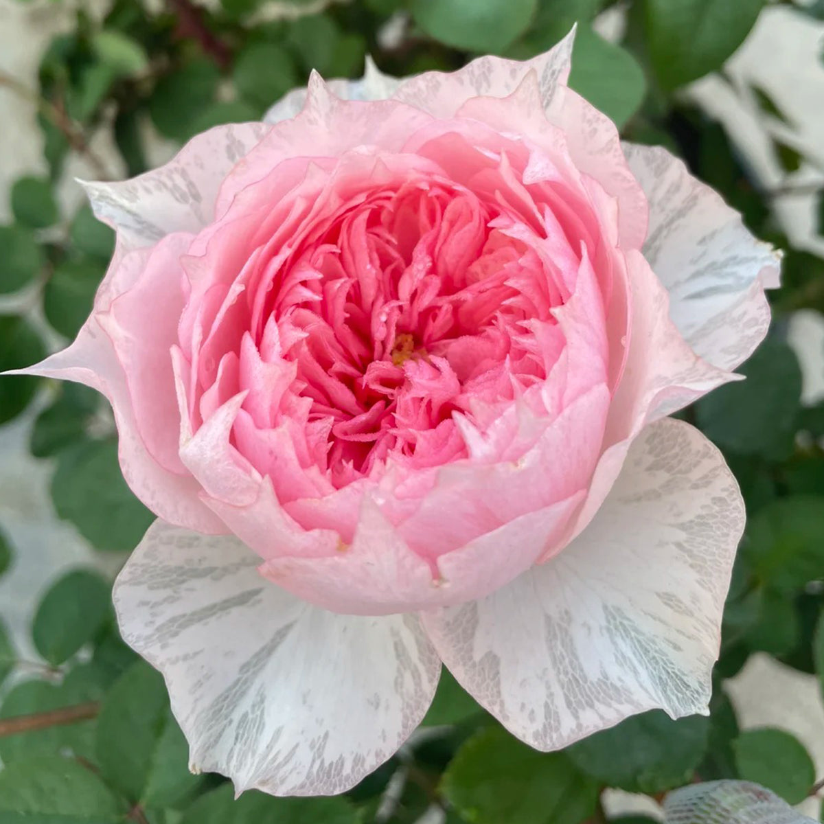 Monique Darve French Florist Shrub Rose