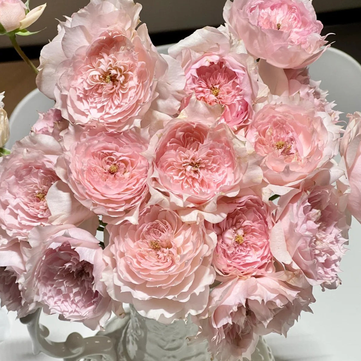 Monique Darve French Florist Shrub Rose