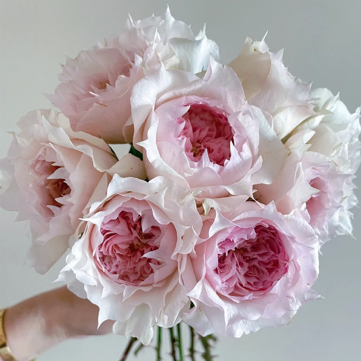Monique Darve French Florist Shrub Rose