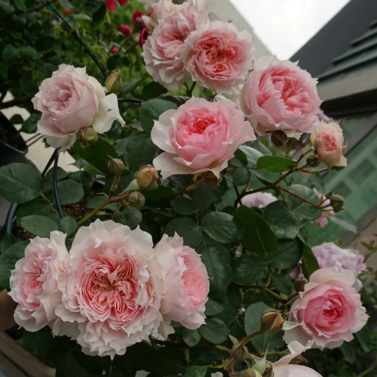 Monique Darve French Florist Shrub Rose