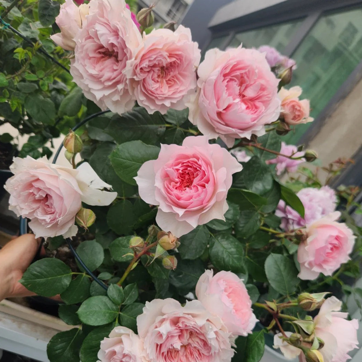 Monique Darve French Florist Shrub Rose