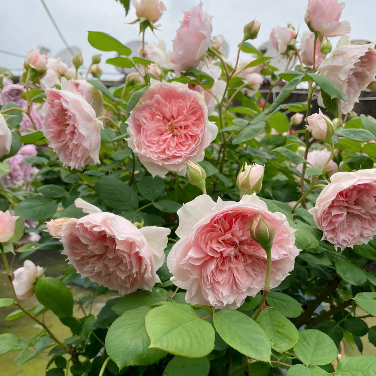 Monique Darve French Florist Shrub Rose