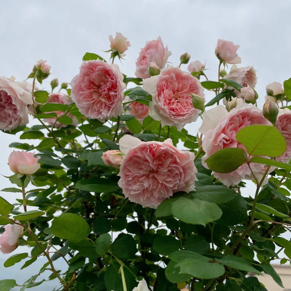 Monique Darve French Florist Shrub Rose