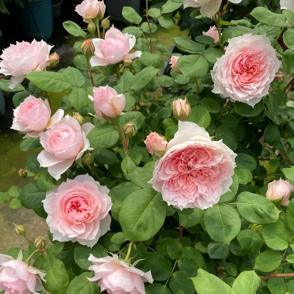 Monique Darve French Florist Shrub Rose
