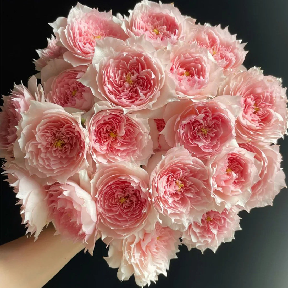 Monique Darve French Florist Shrub Rose