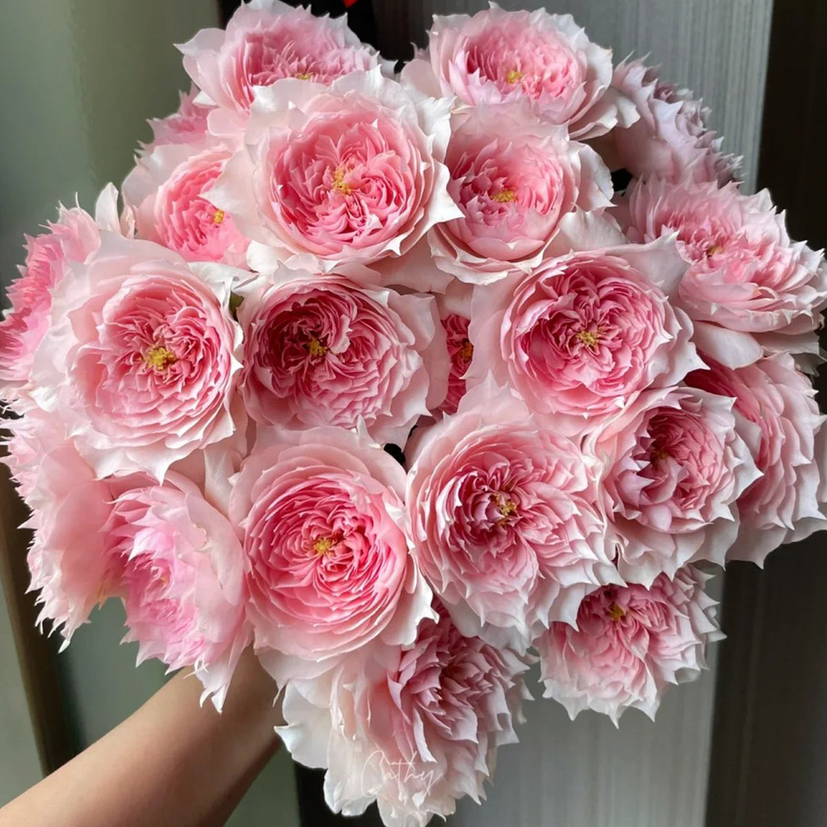 Monique Darve French Florist Shrub Rose