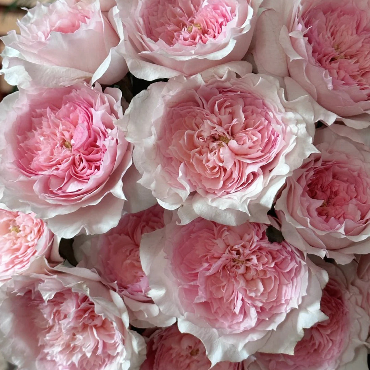 Monique Darve French Florist Shrub Rose