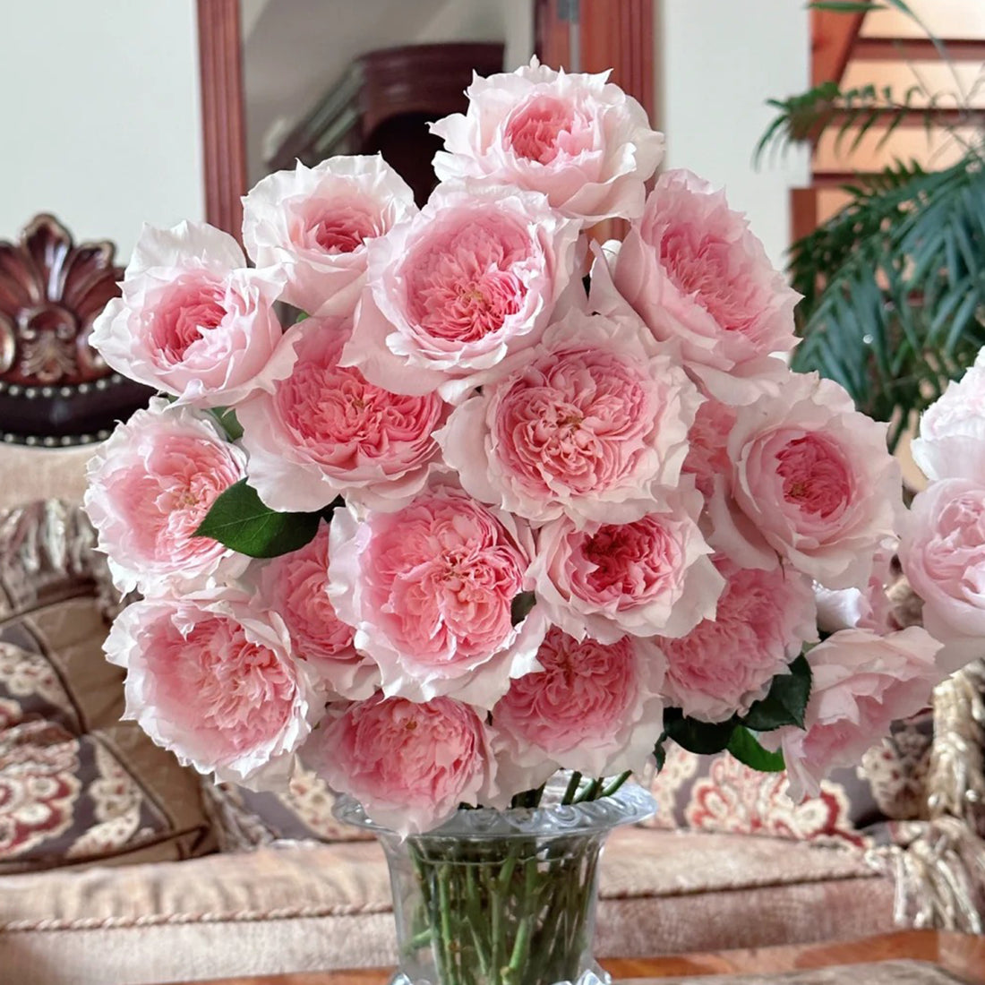 Monique Darve French Florist Shrub Rose