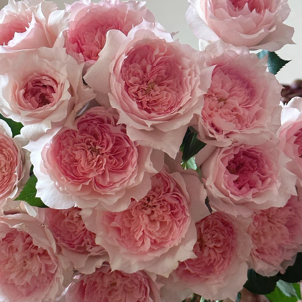 Monique Darve French Florist Shrub Rose