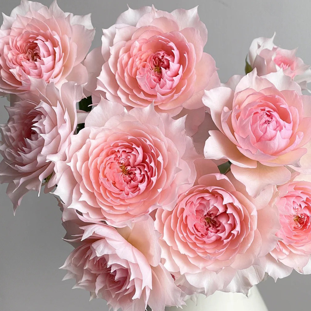 Monique Darve French Florist Shrub Rose