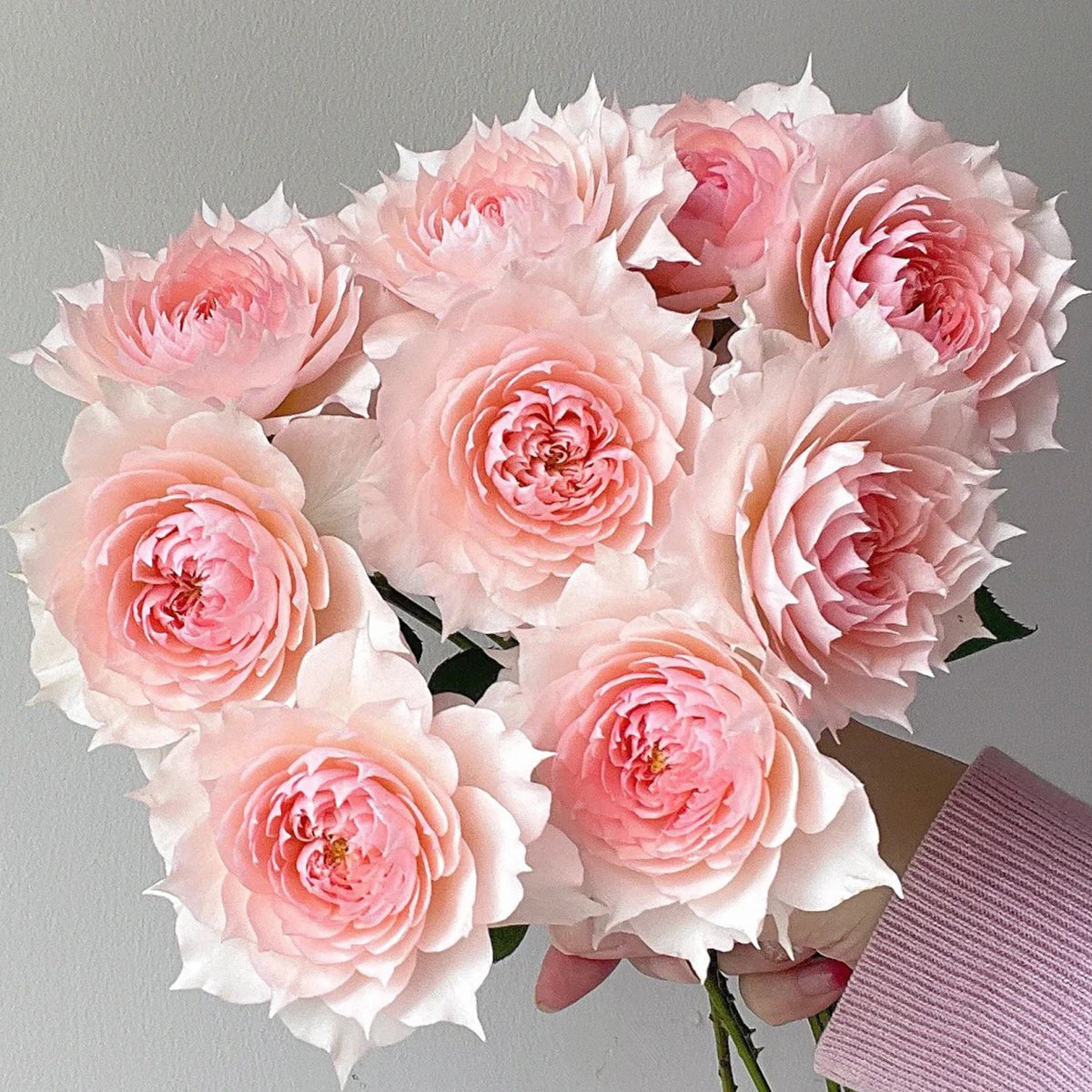 Monique Darve French Florist Shrub Rose