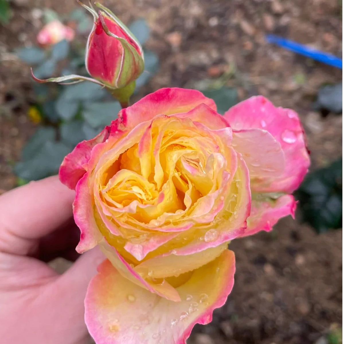 Monique Lestournelle French Florist Shrub Rose