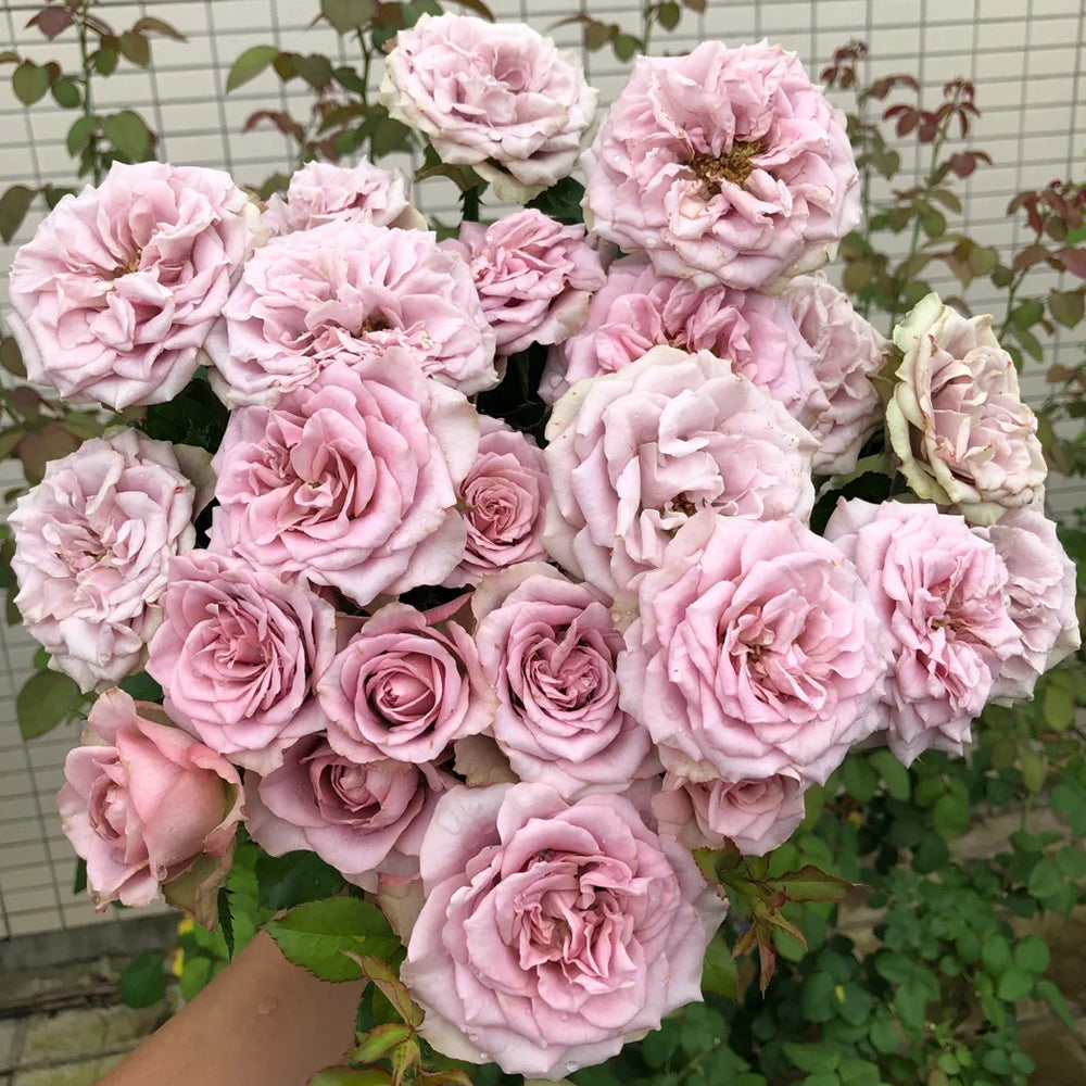 Montmartre Dutch Florist Shrub Rose – Highgarden Roses