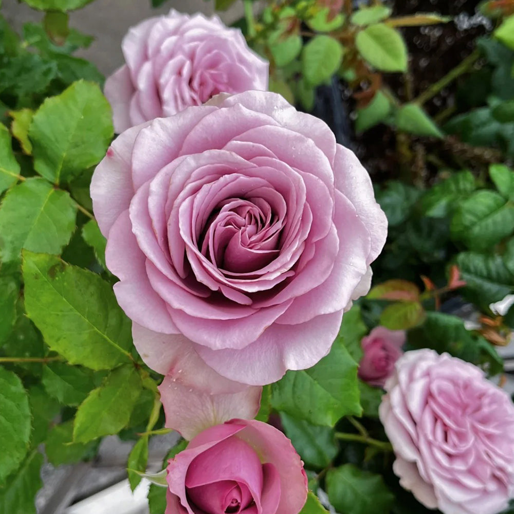 Montmartre Dutch Florist Shrub Rose