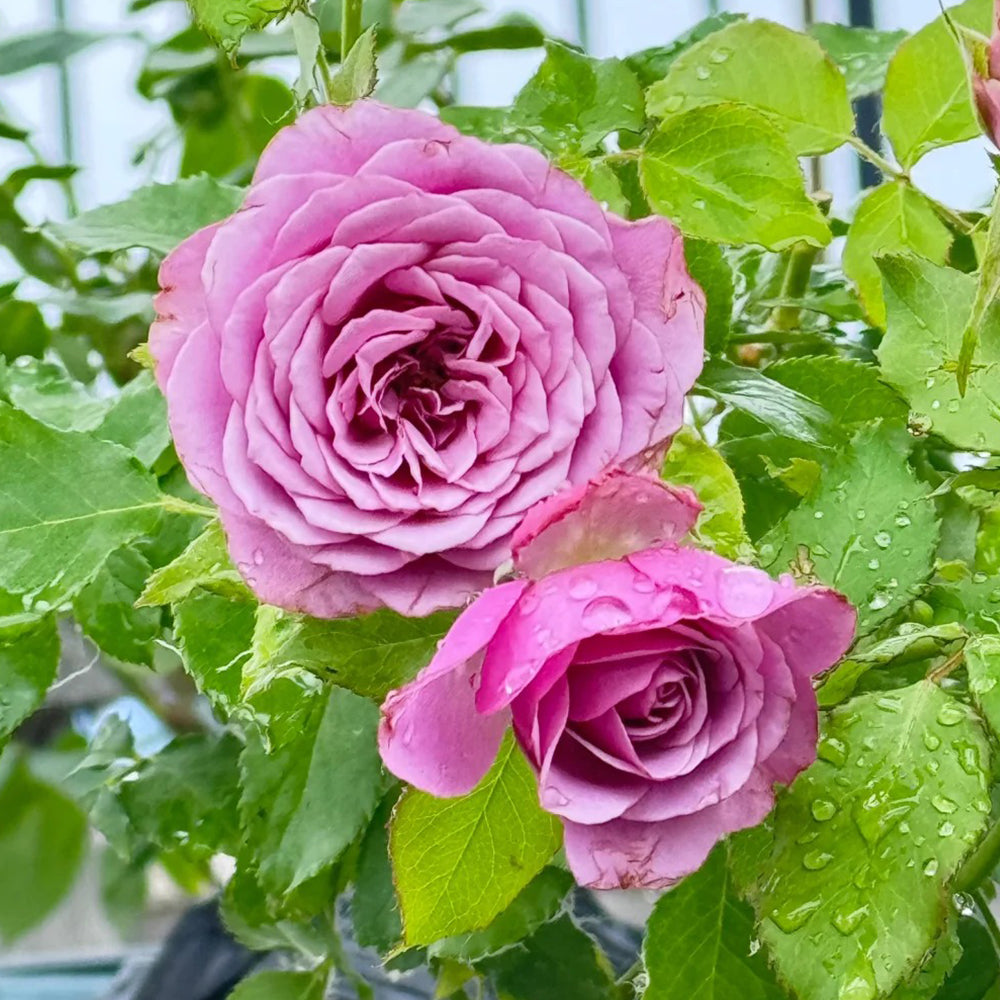 Montmartre Dutch Florist Shrub Rose