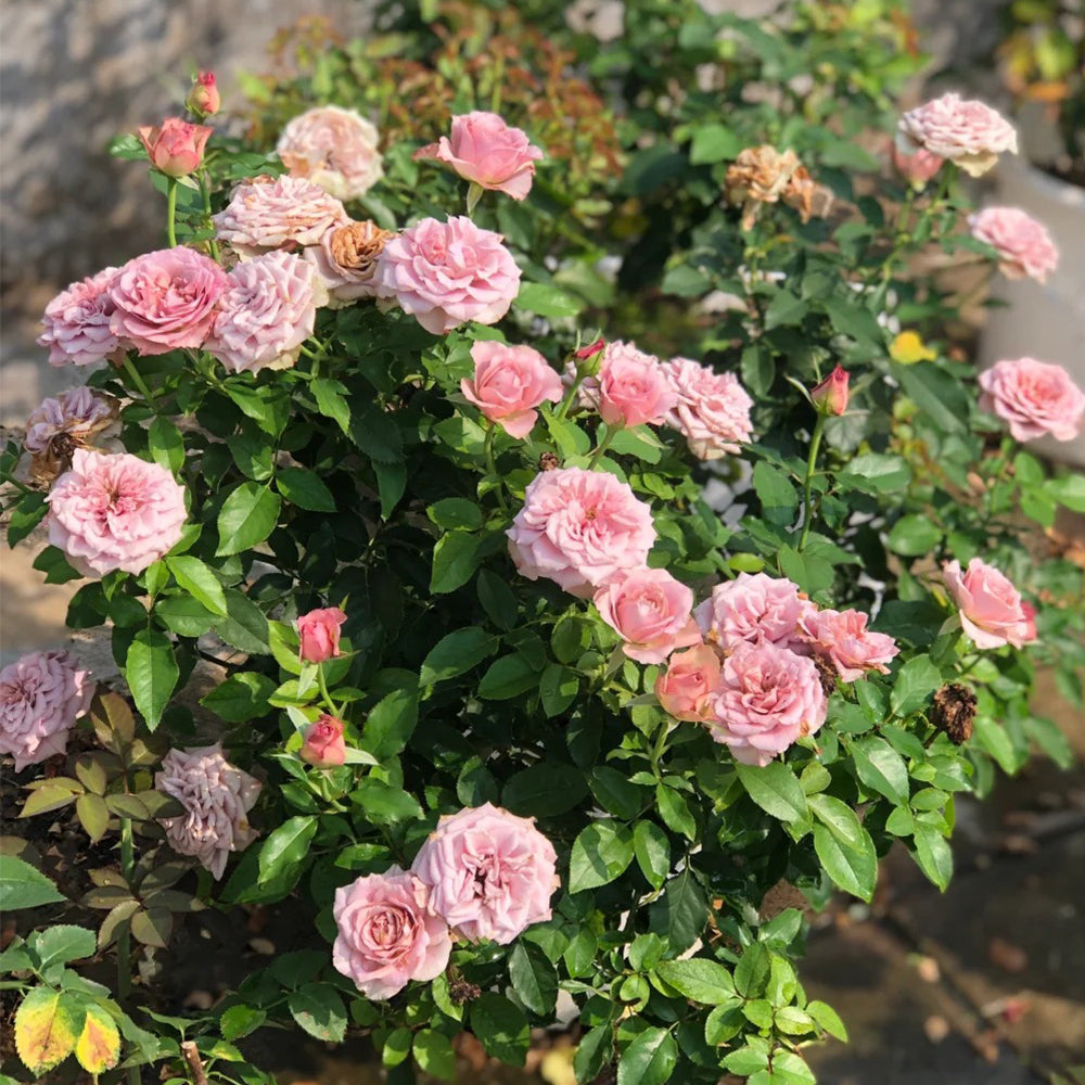 Montmartre Dutch Florist Shrub Rose