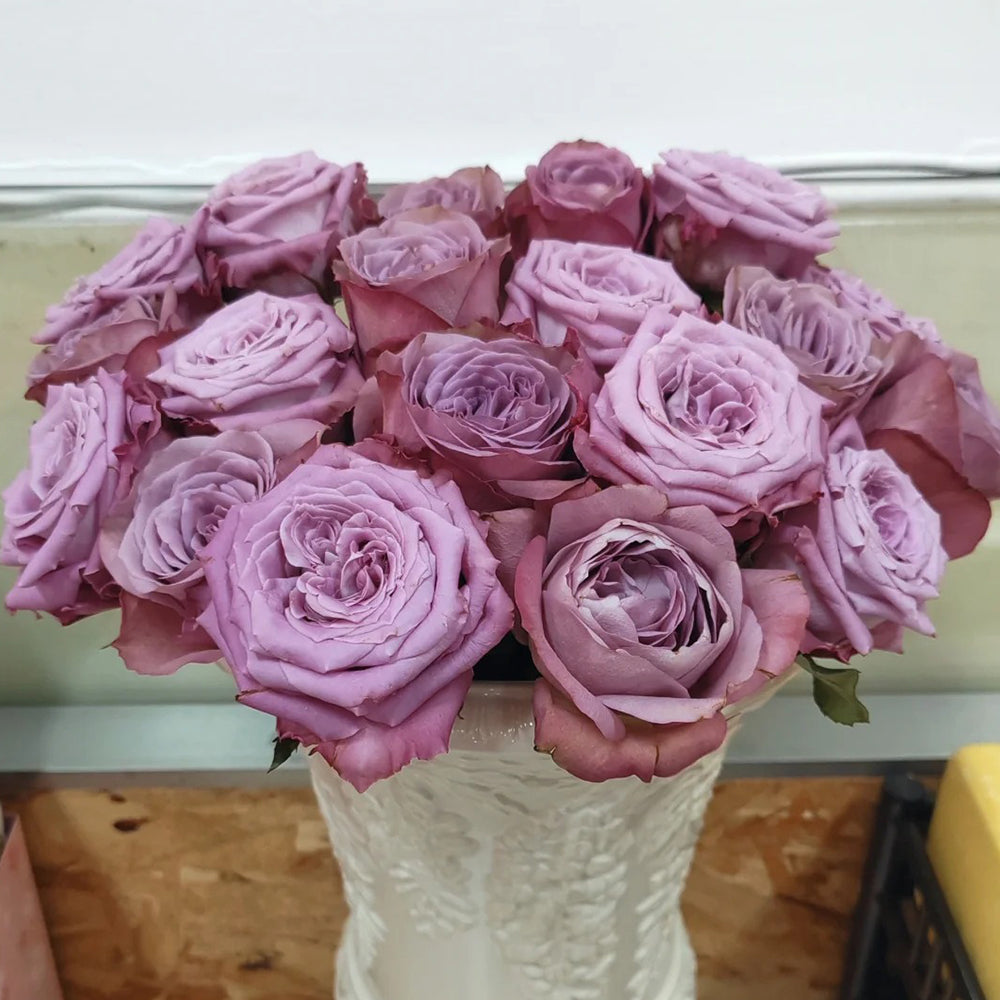 Montmartre Dutch Florist Shrub Rose