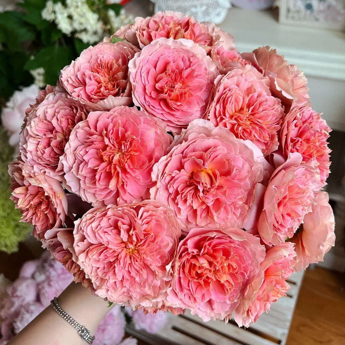 Moulin de la Galette Japanese Garden Shrub Rose