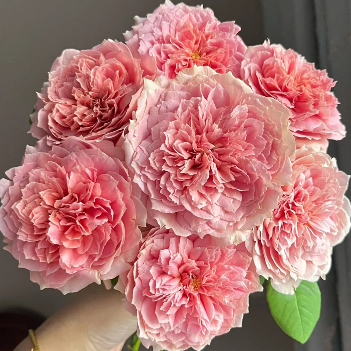 Moulin de la Galette Japanese Garden Shrub Rose