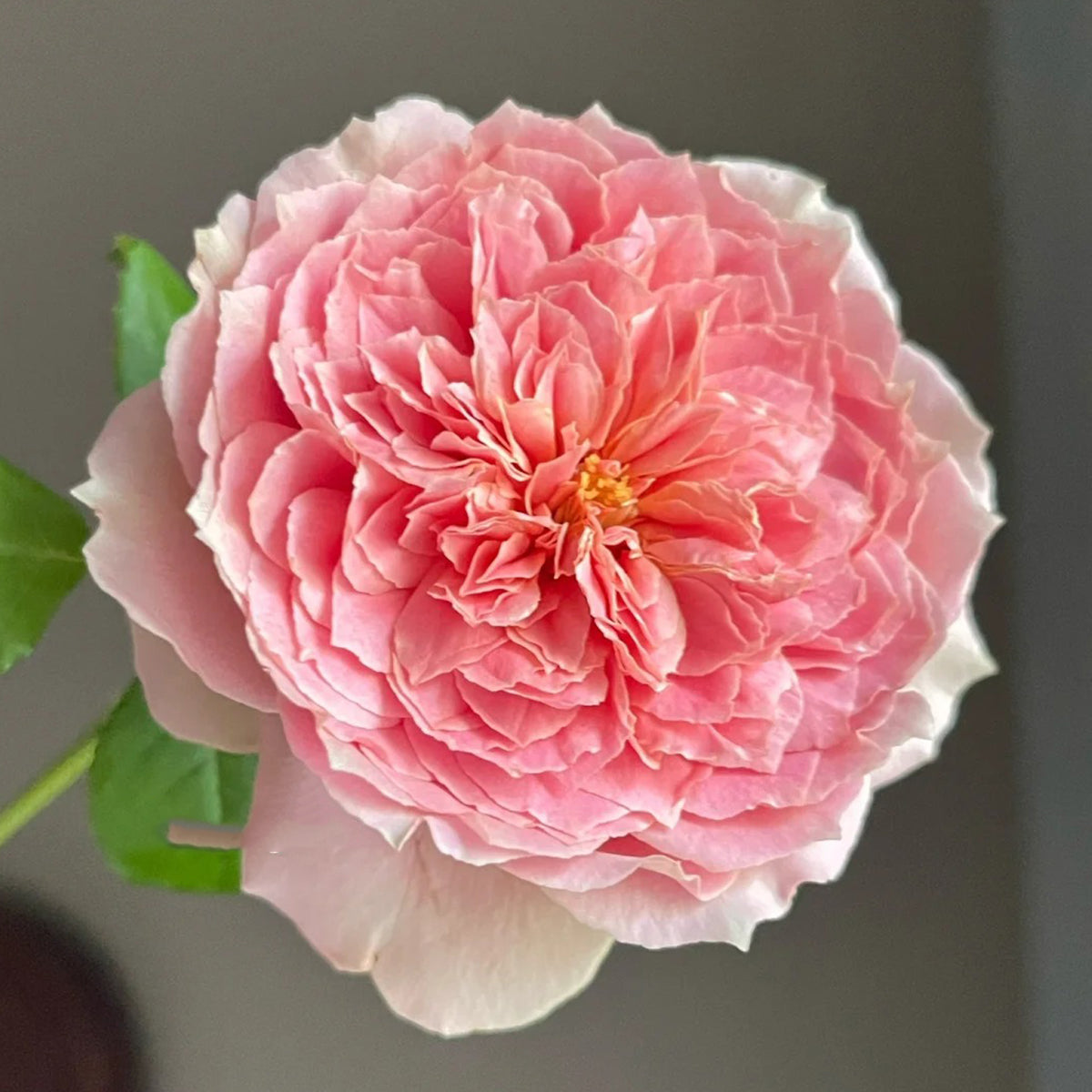 Moulin de la Galette Japanese Garden Shrub Rose