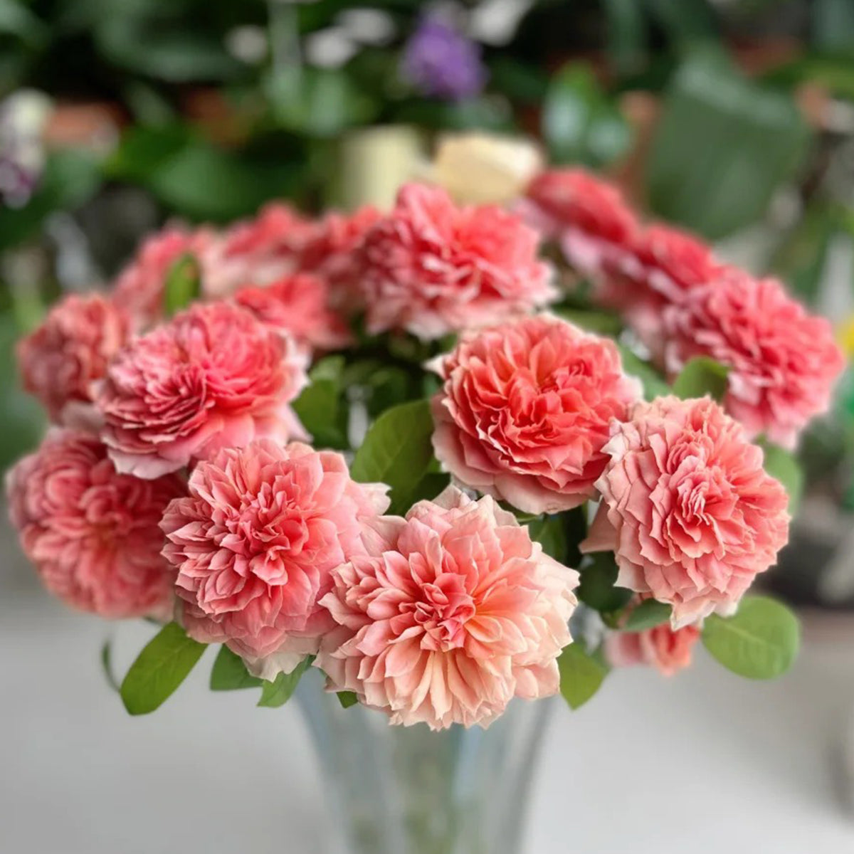 Moulin de la Galette Japanese Garden Shrub Rose