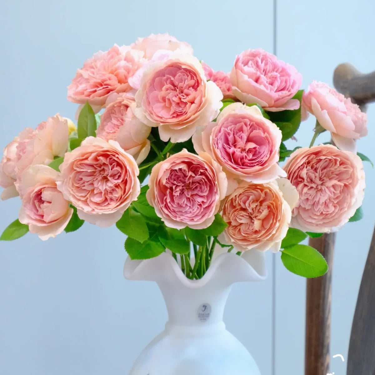 Moulin de la Galette Japanese Garden Shrub Rose