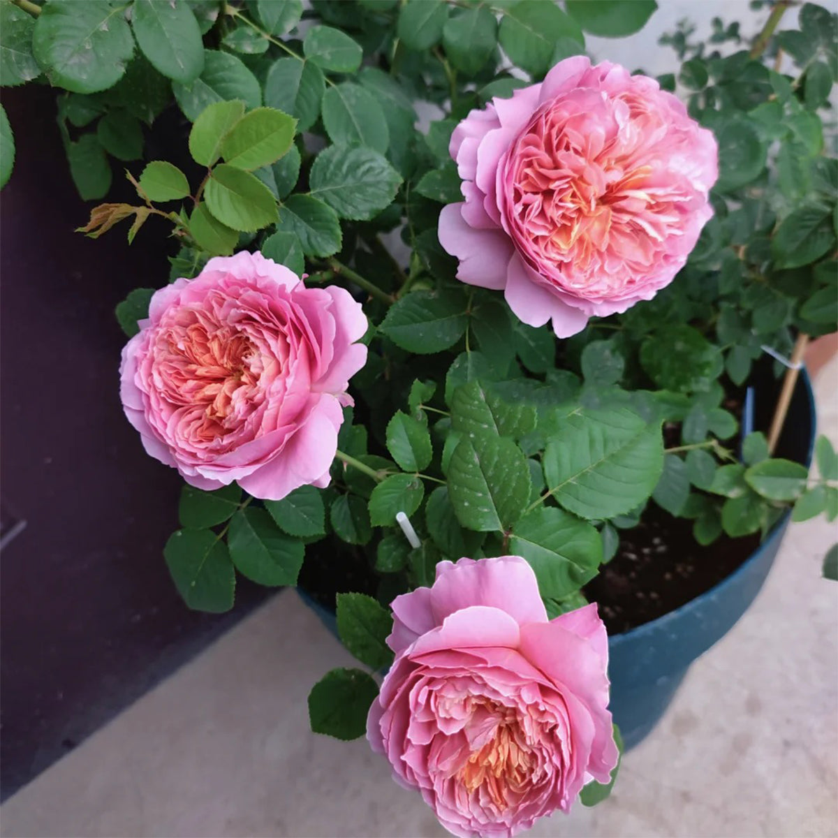 Moulin de la Galette Japanese Garden Shrub Rose