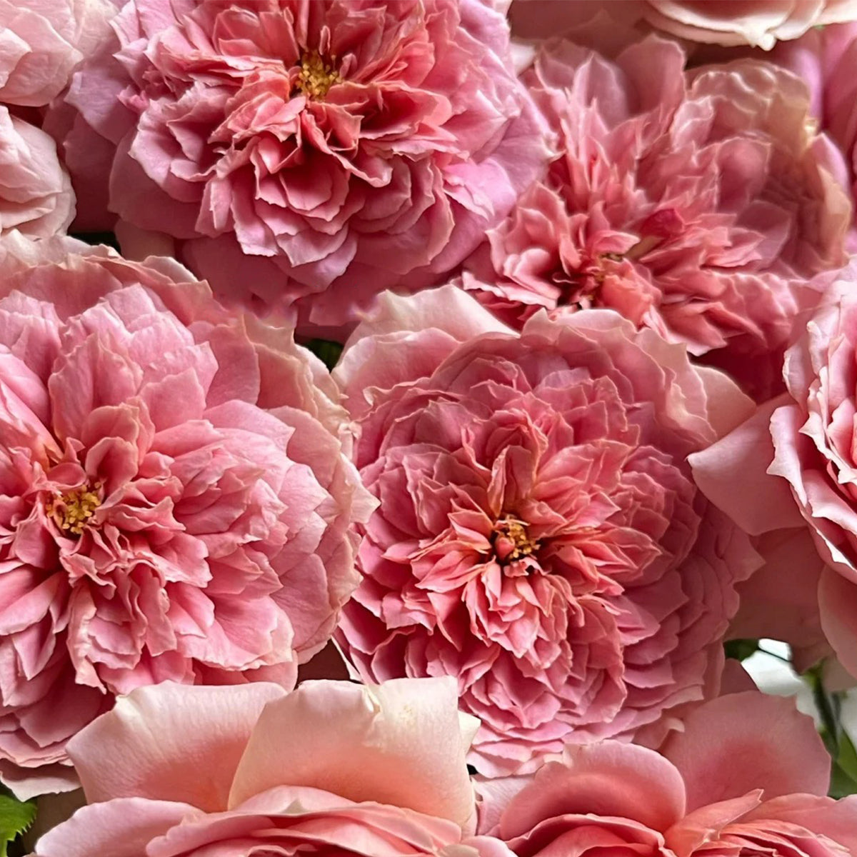 Moulin de la Galette Japanese Garden Shrub Rose