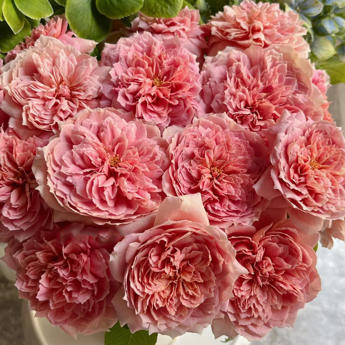 Moulin de la Galette Japanese Garden Shrub Rose