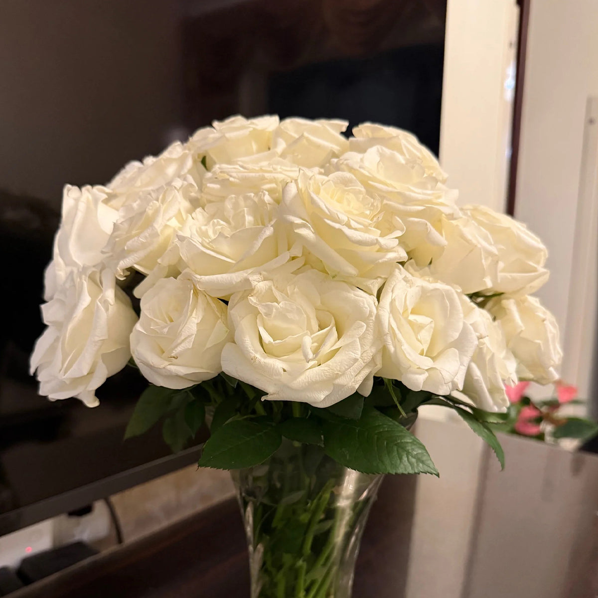Mount Shasta American Florist Hybrid Tea Rose