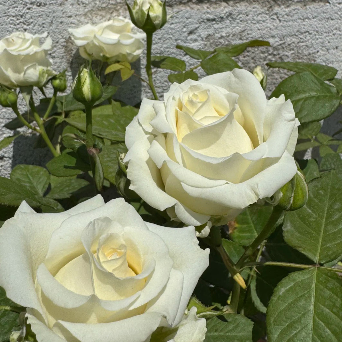 Mount Shasta American Florist Hybrid Tea Rose